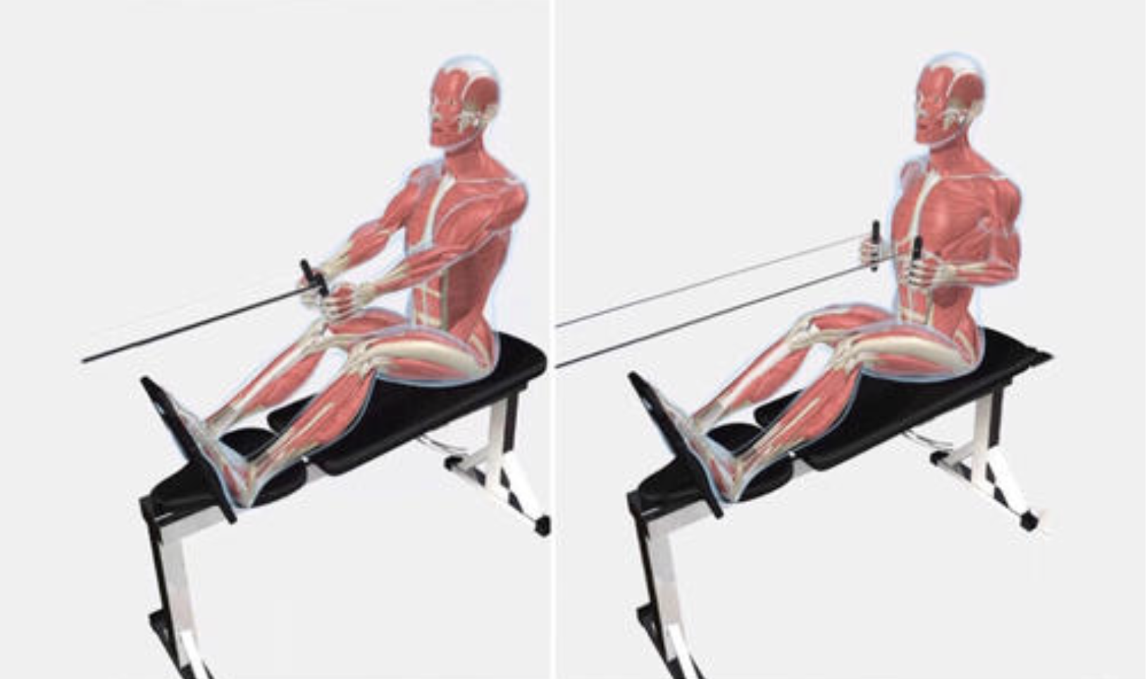 坐姿划船器正确姿势图片