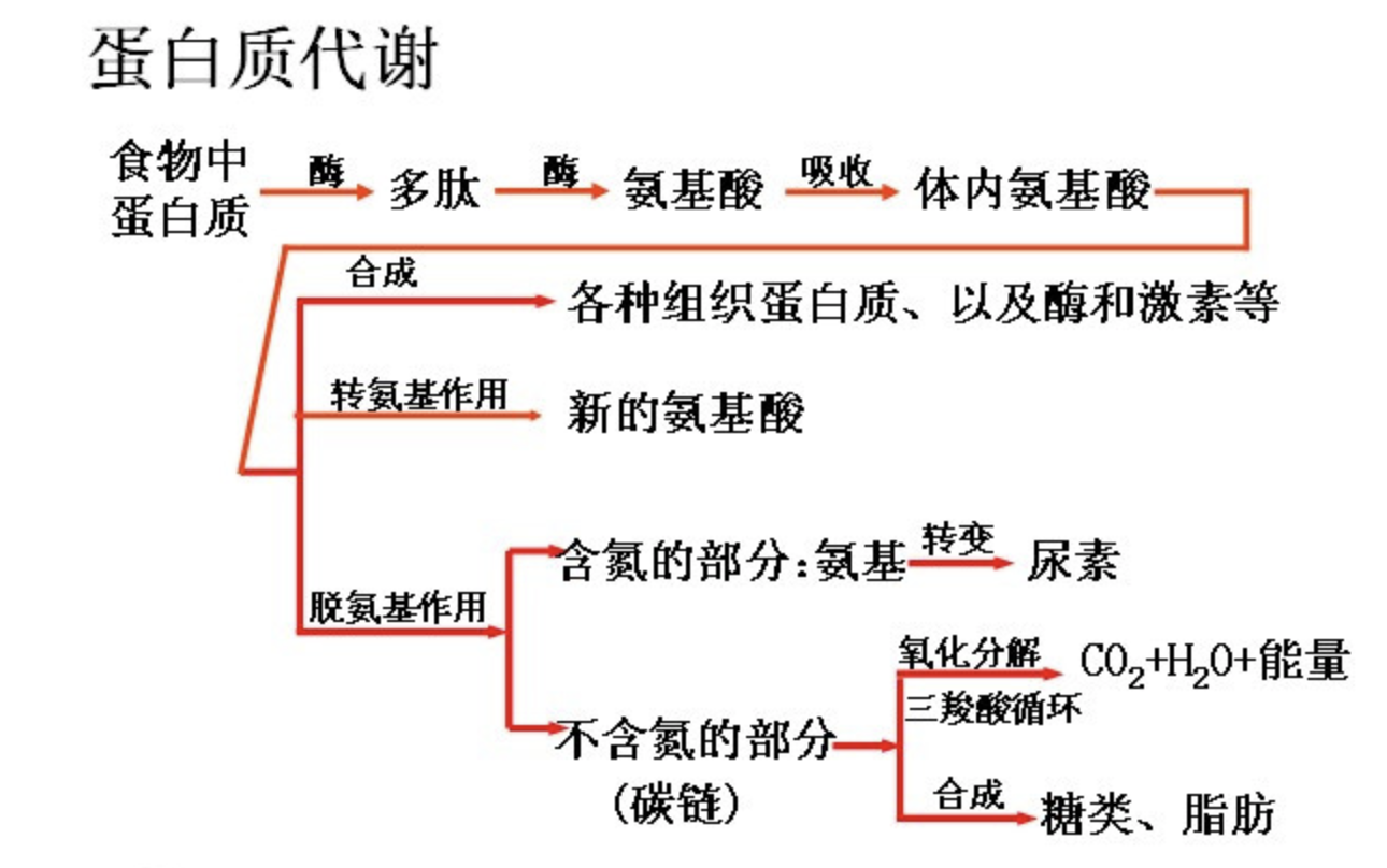 蛋白质要怎么吃