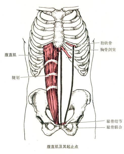 腰筋位置图片