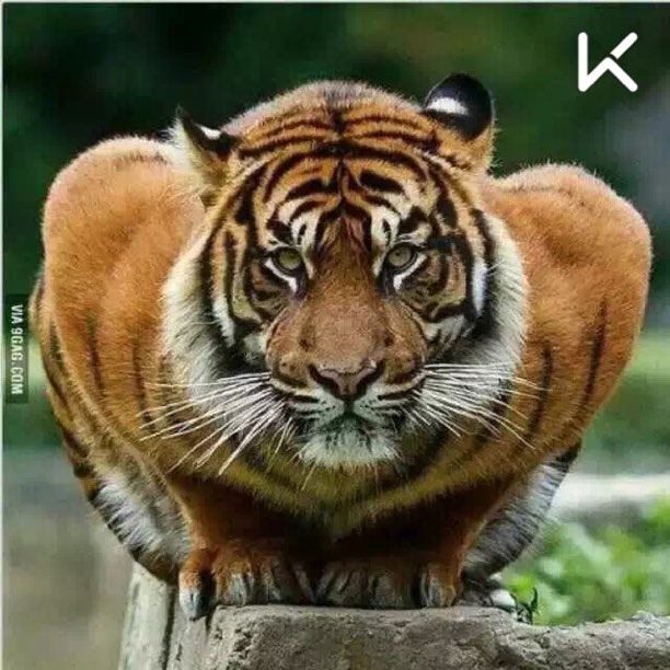 立即参与  完成五维腹肌训练计划第3次  获得训练42次徽章徽章