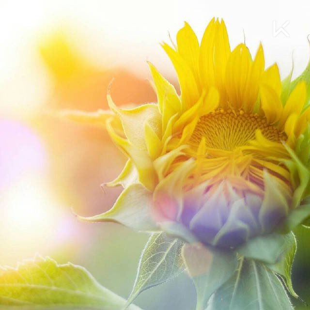 完成 哑铃肩部塑形训练 第11次 心向太阳!