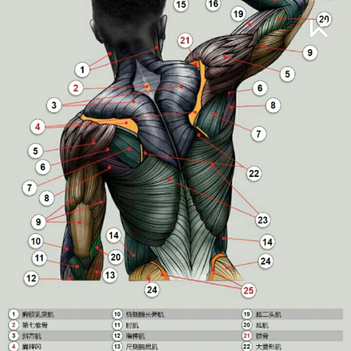 跳绳练哪里的肌肉图解图片
