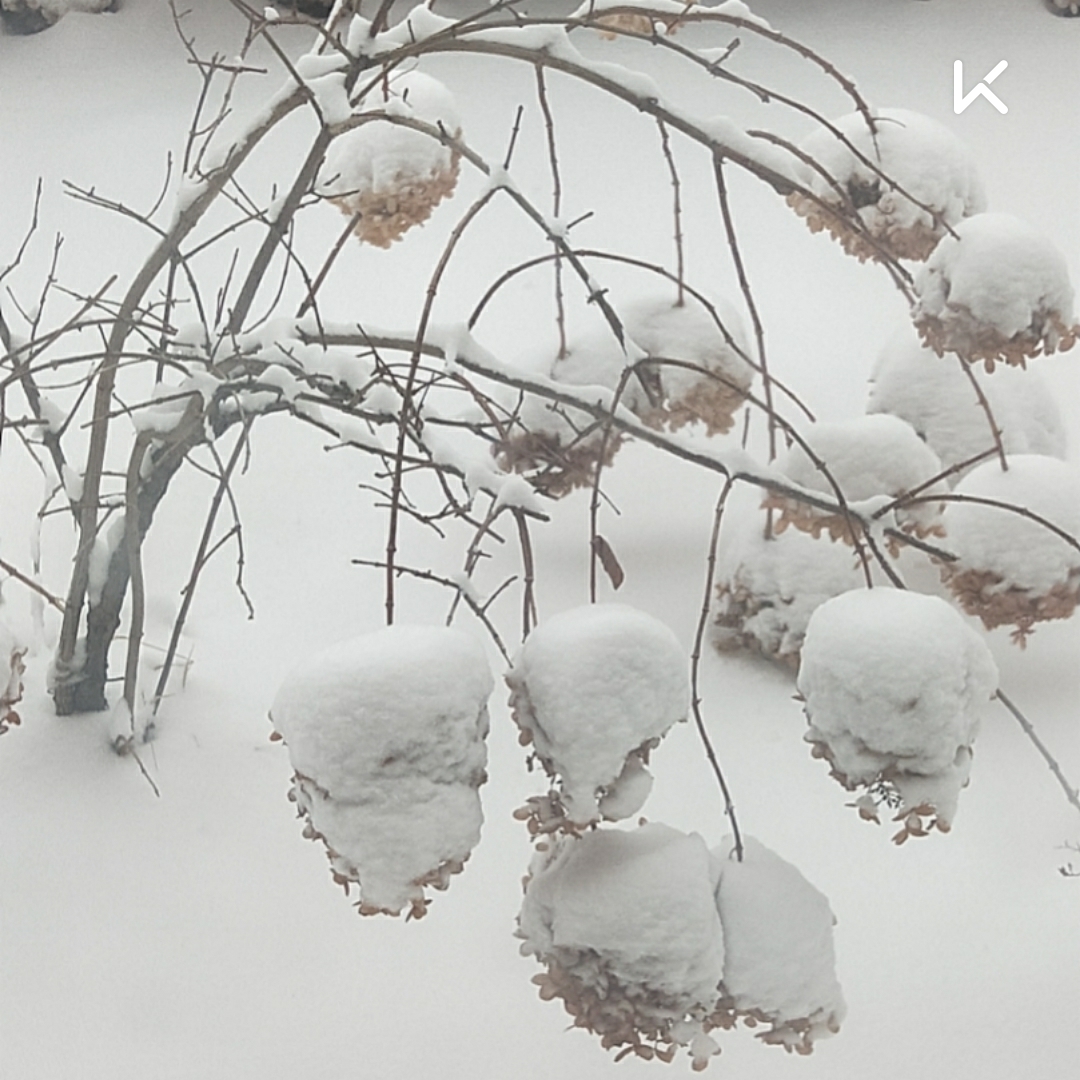 早上好又下雪了,说好的阳春三月呢