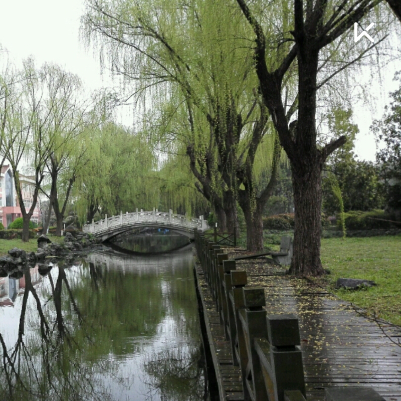 细雨柳树图片,风雨和柳树图片,春雨柳树图片_大山谷图库