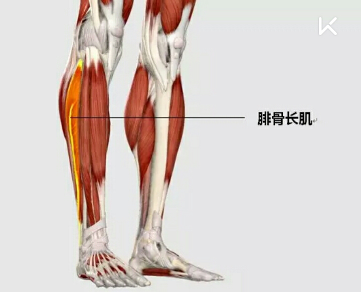 【足弓贴法】,从足底外侧开始将足弓提高; 另一条为【腓骨长肌贴法】