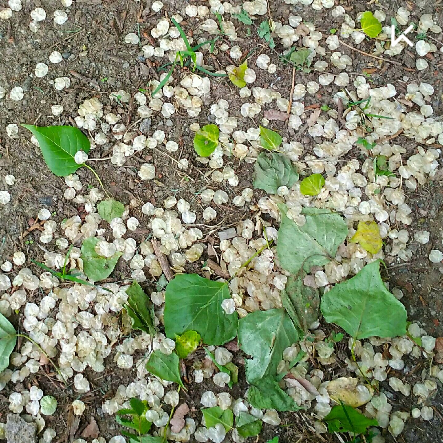 昨夜的雷雨摧落一地榆钱. 立即参与  完成 平板支撑 1分钟