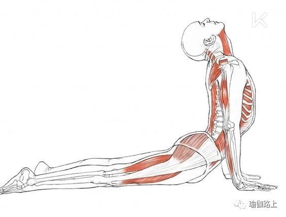 瑜伽上犬式是一个基本的瑜伽体式,和下犬式一样,说是"基本",看似"简单