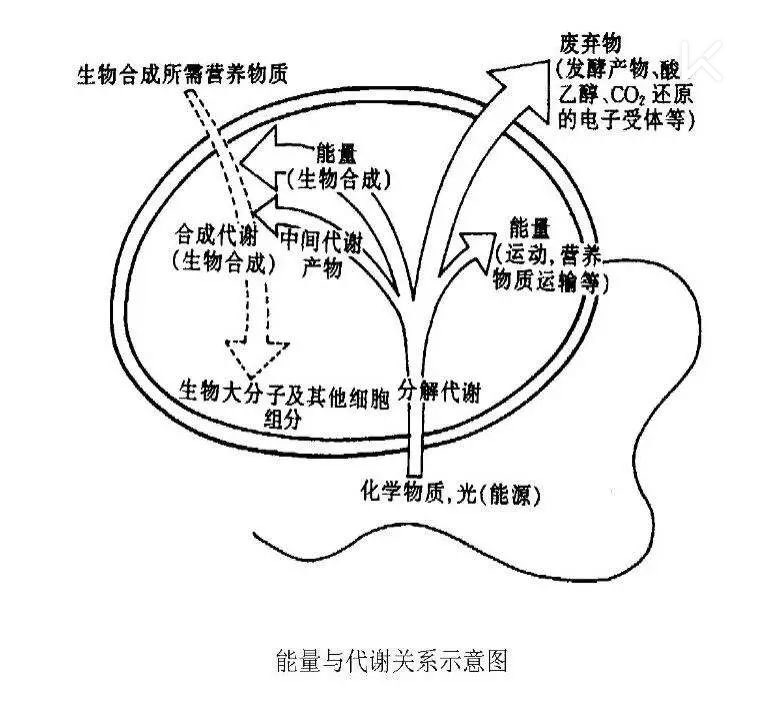 在减肥过程中我们经常会听到"代谢",它是什么东西?