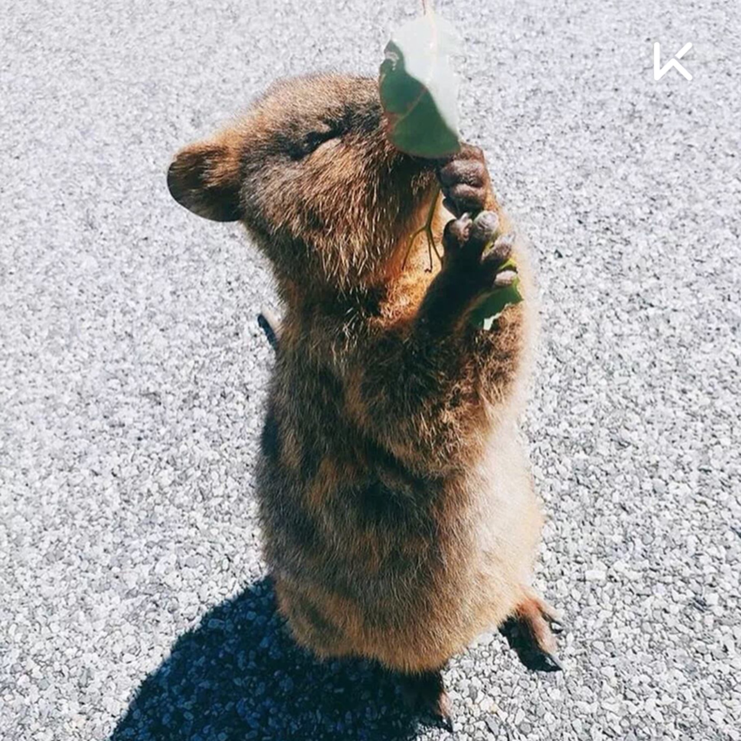 澳洲的短尾矮袋鼠(quokka),体长只有四五十厘米,它总是一副笑眯眯的