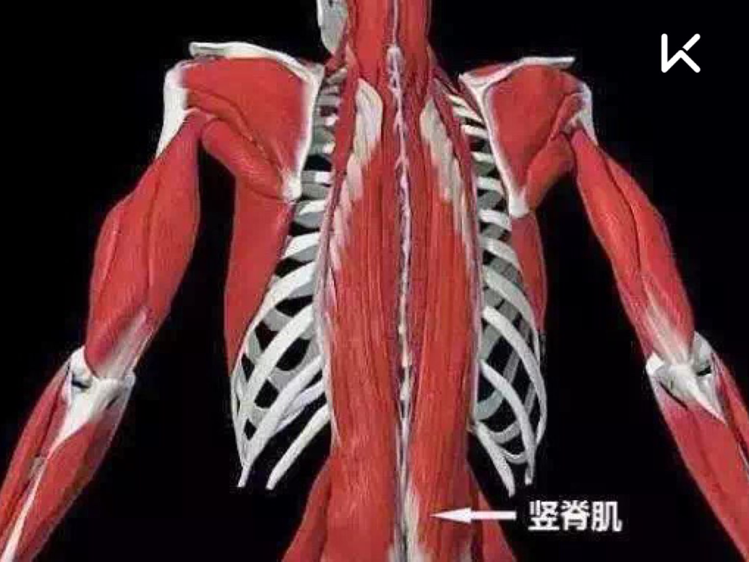 健身先健脑,健身知识科普之-保护自己的腰椎很重要_keep