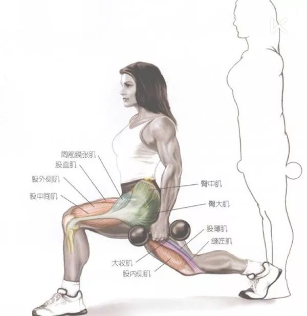 弓步蹲的四大好处   弓步(lunge)很可能会出现在你的首阶段训练计划当