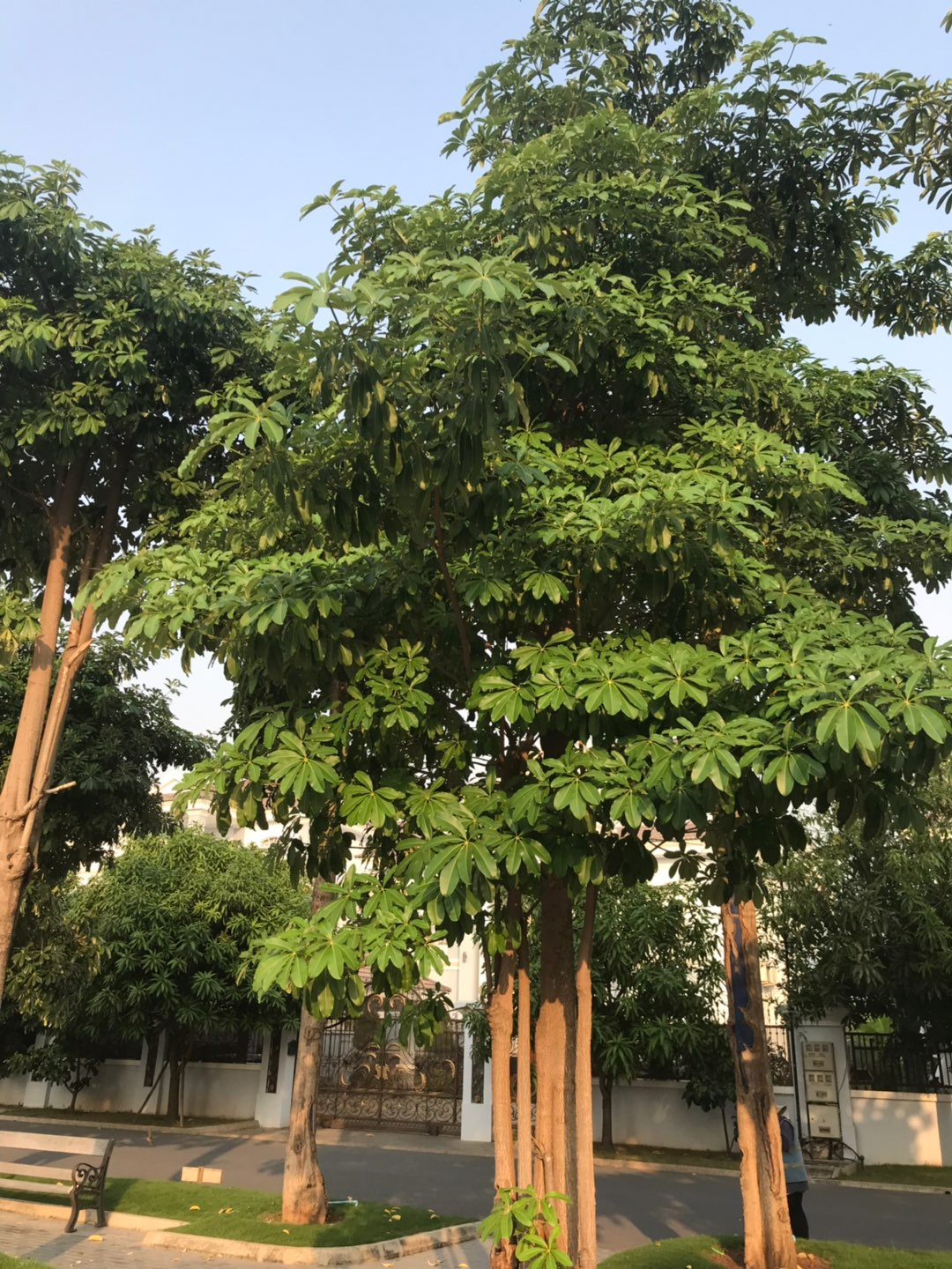 在红酸枝树包围的跑道中慢跑感觉很幸福!