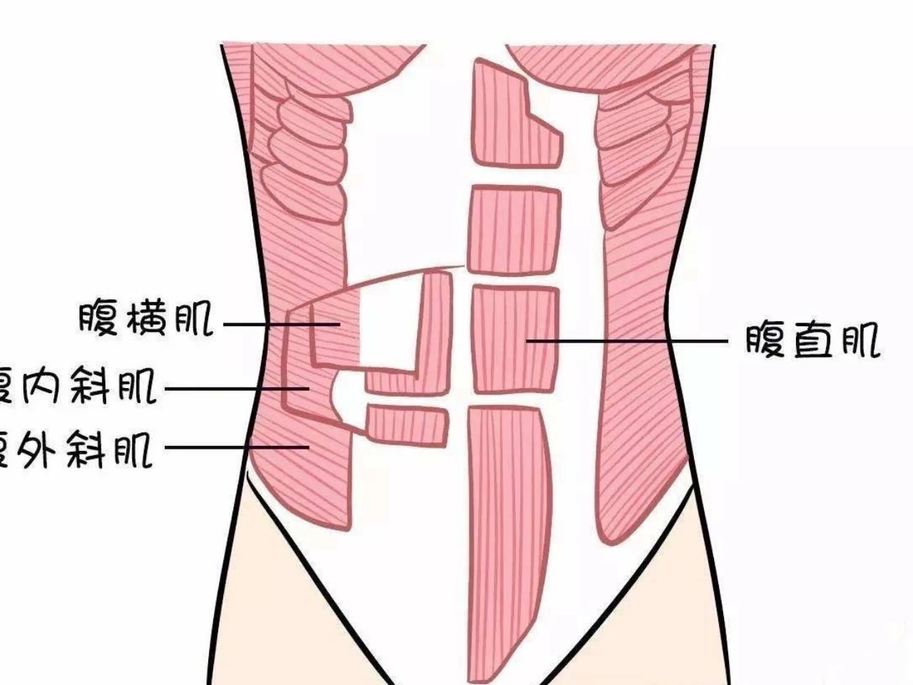 腹横肌是深层肌肉,它不像6块腹肌能够清晰直观的看到