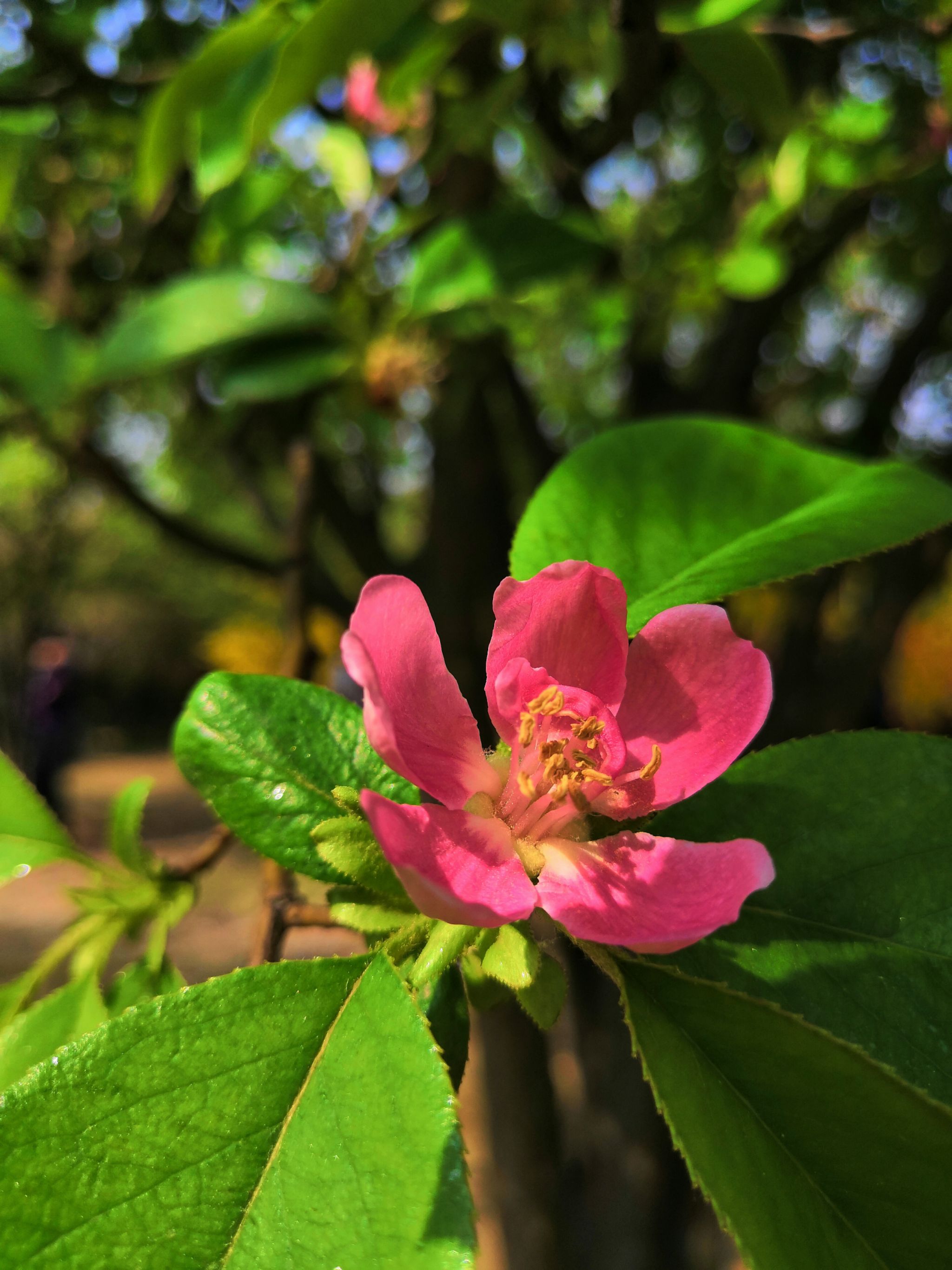木瓜木瓜也叫木瓜海棠蔷薇科木瓜属,落叶灌木或小乔木_keep