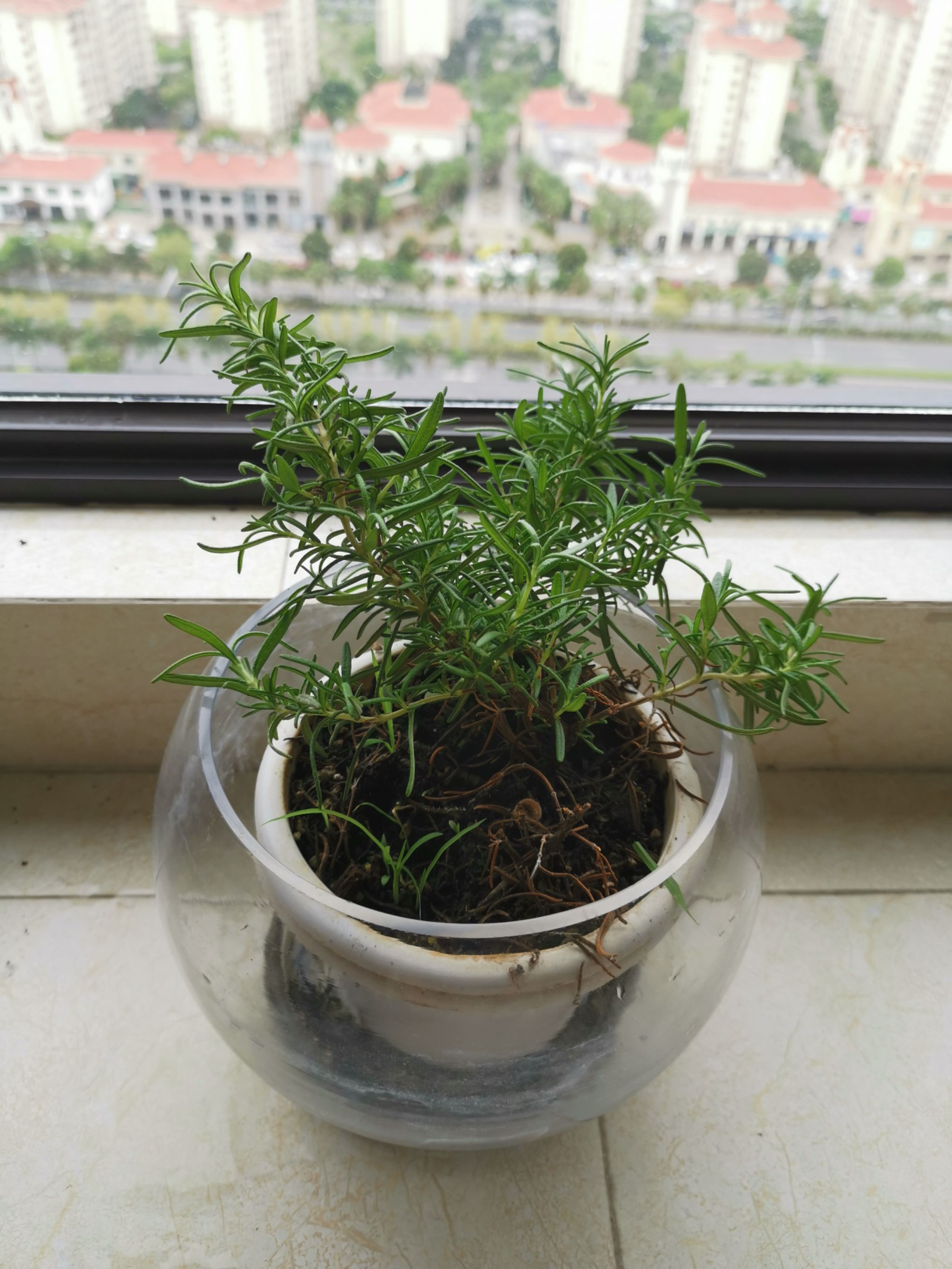 水培迷迭香长势喜人!