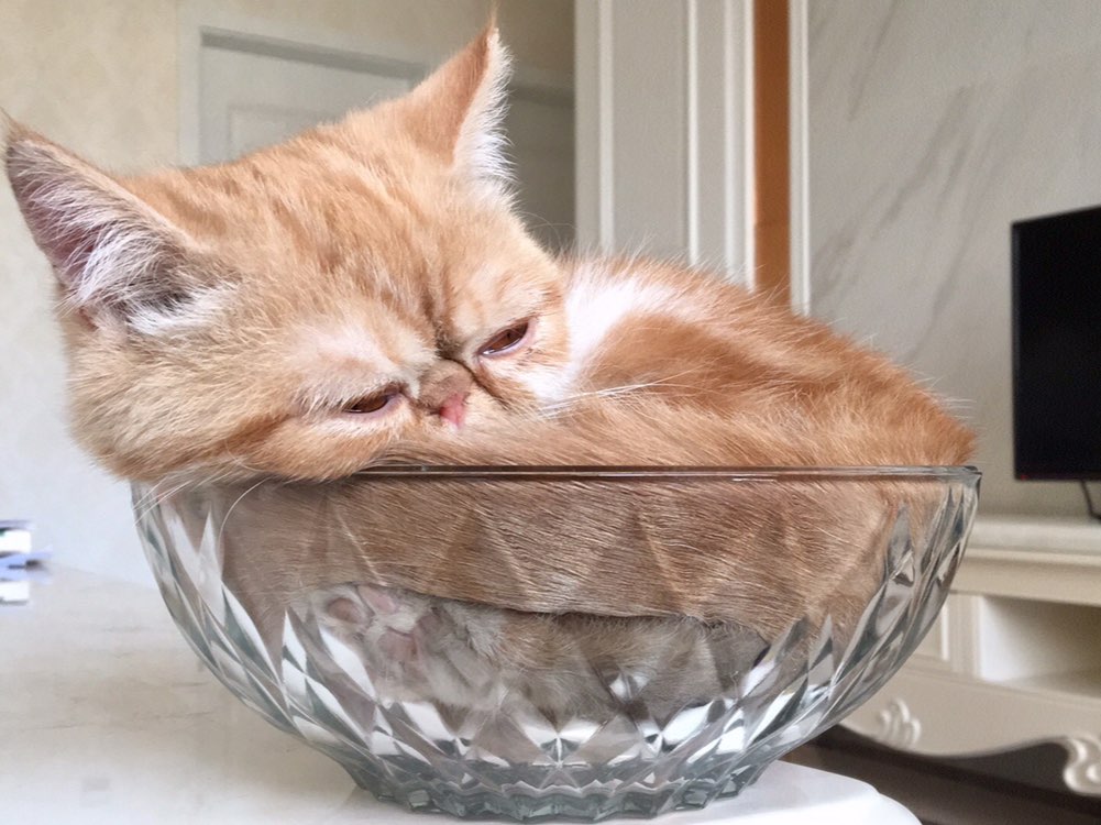 第二十八天 一碗猫