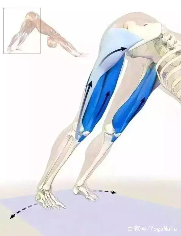 下犬式练习牵动全身,做好了下犬式,即是锻炼了全身肌肉,还可以增强