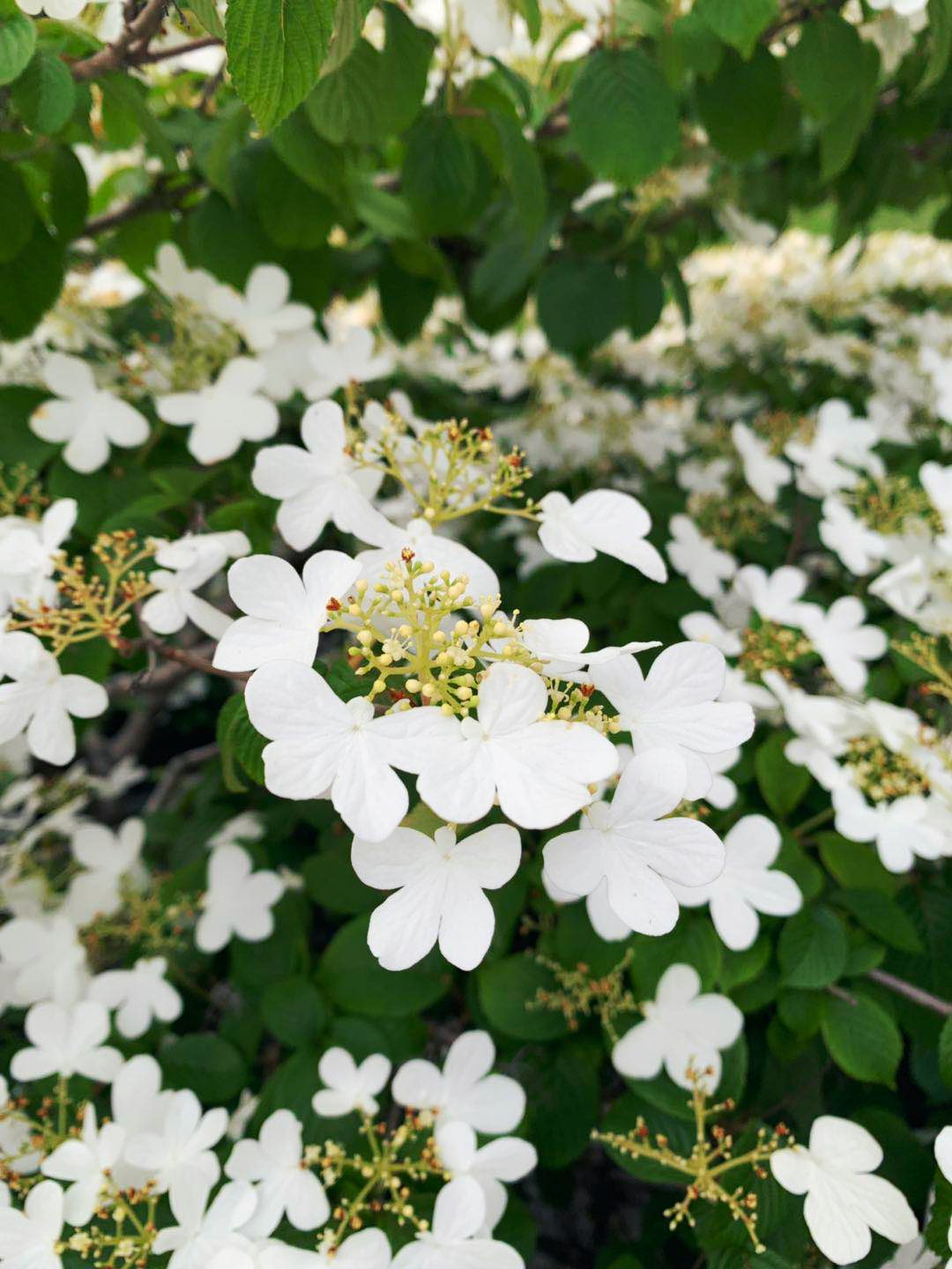 蝴蝶荚蒾,花语 :希望,忠贞,永恒,美满,团聚