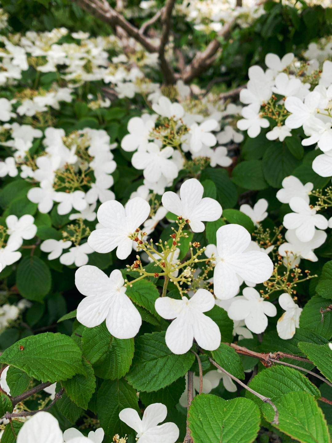 蝴蝶荚蒾,花语 :希望,忠贞,永恒,美满,团聚