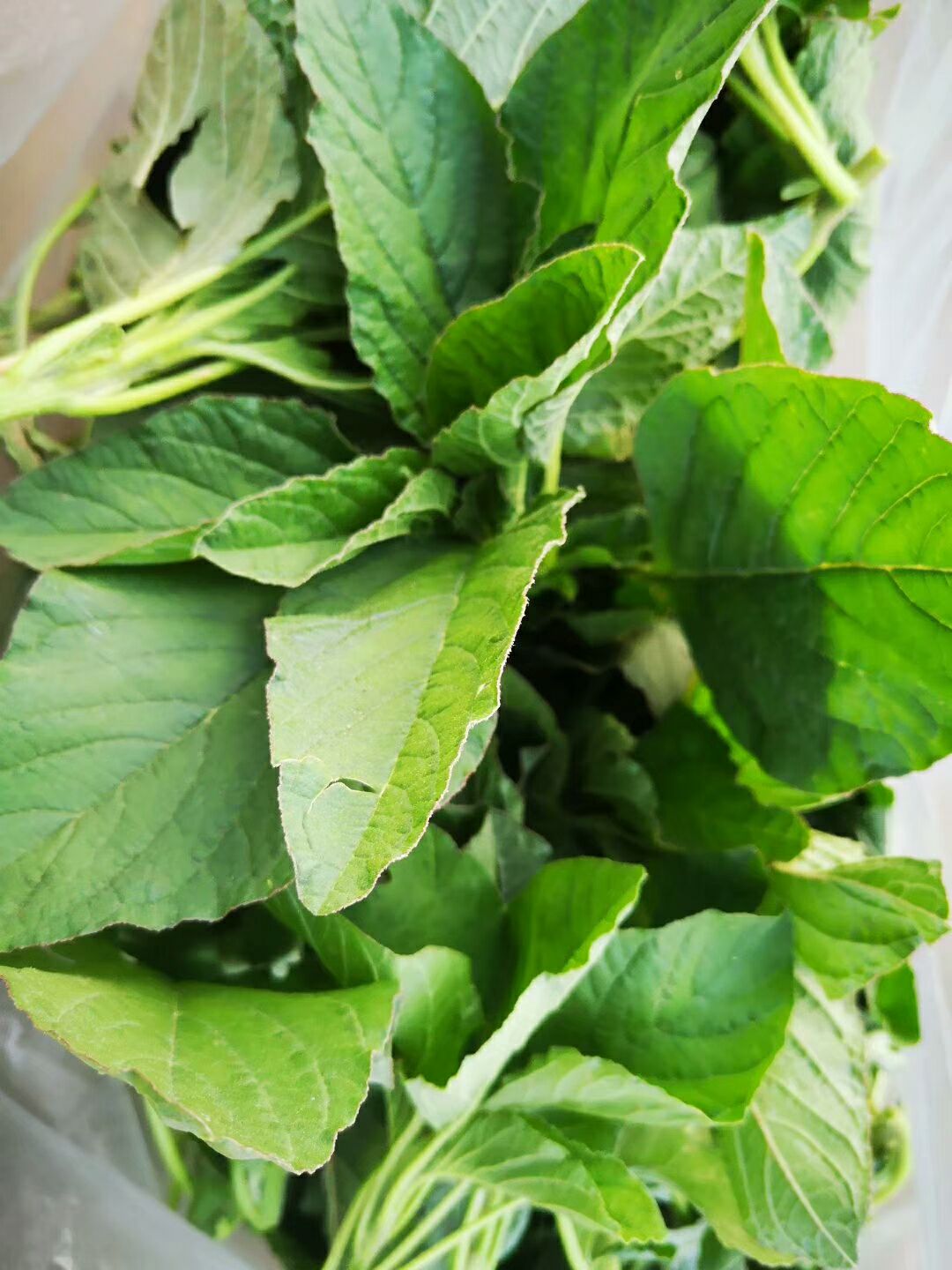 北方的仁兴菜,可以烙菜饼,可以烧汤,也可以拌凉菜,做沙拉