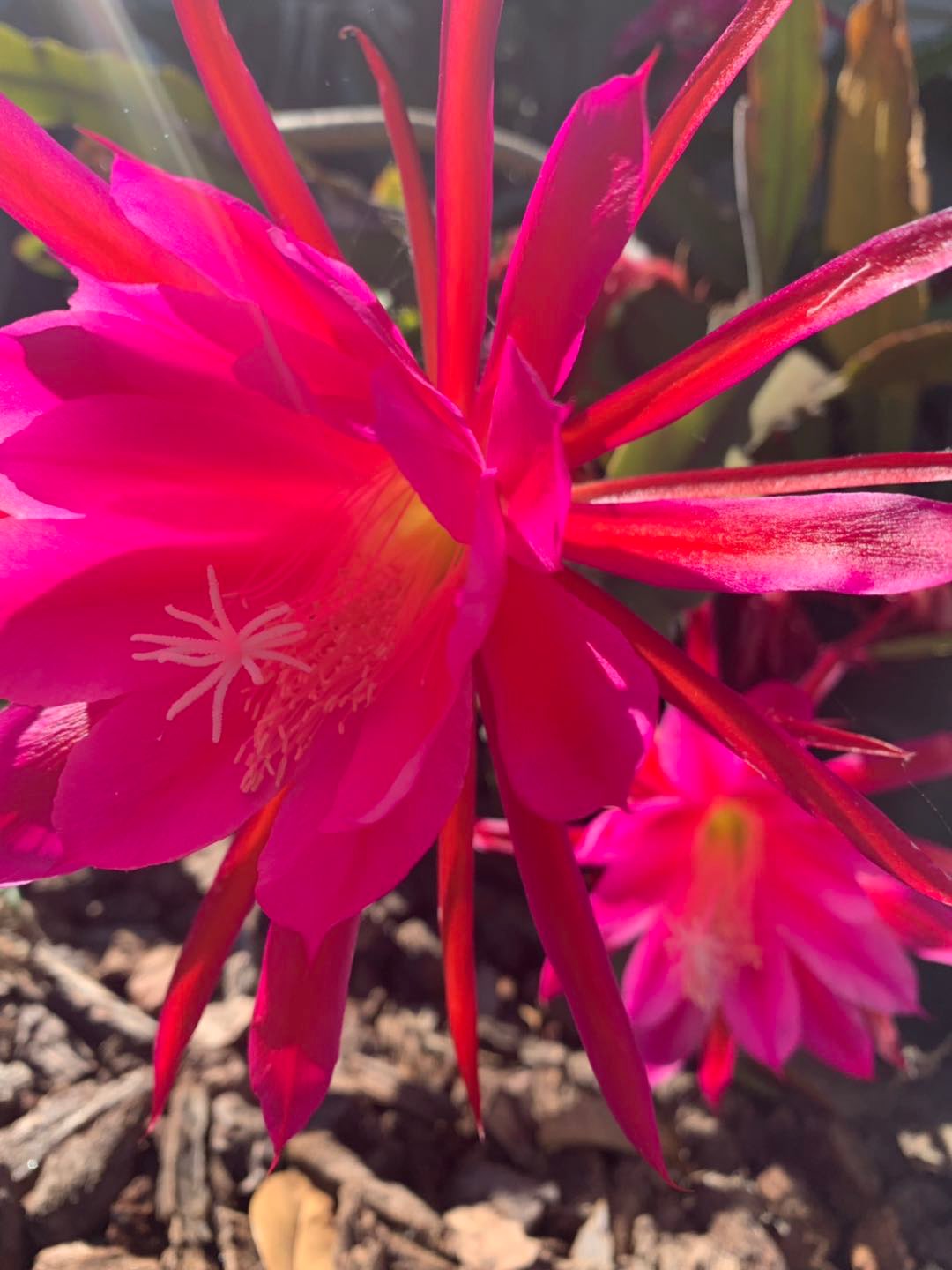 (红色的昙花) 立即参与  完成 瑜伽    睡前舒缓 第74次