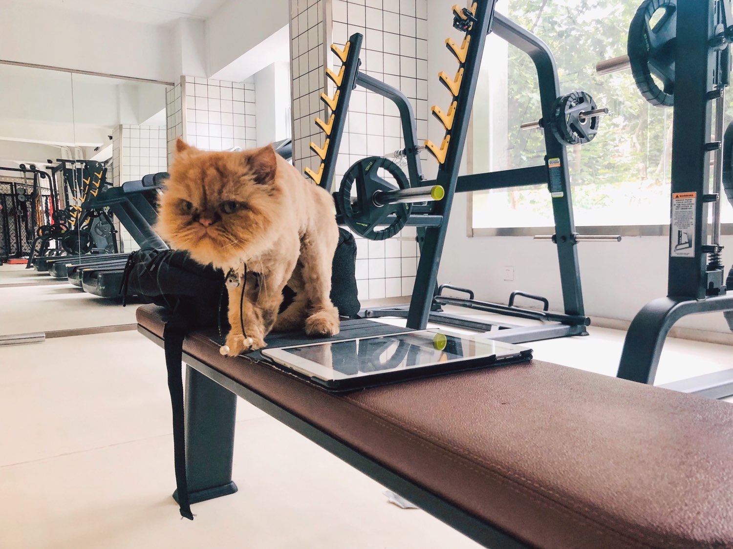 当猫咪遇到一个爱健身的主人健身房便成了它第二个家(:今天我负责给