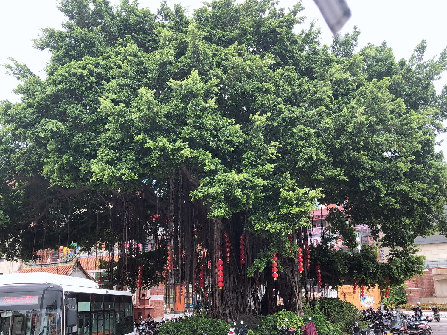 泉州的榕树很美
