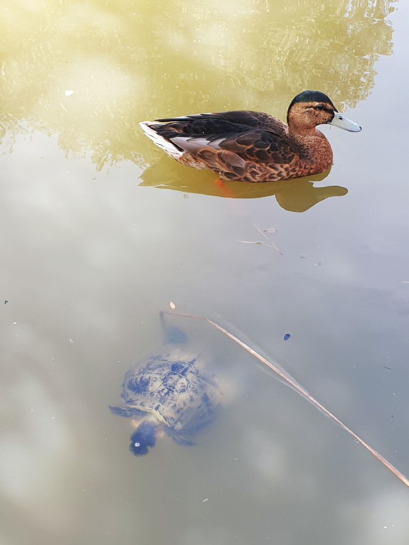 王八与鸭子尬舞,树上松鼠无聊旁观