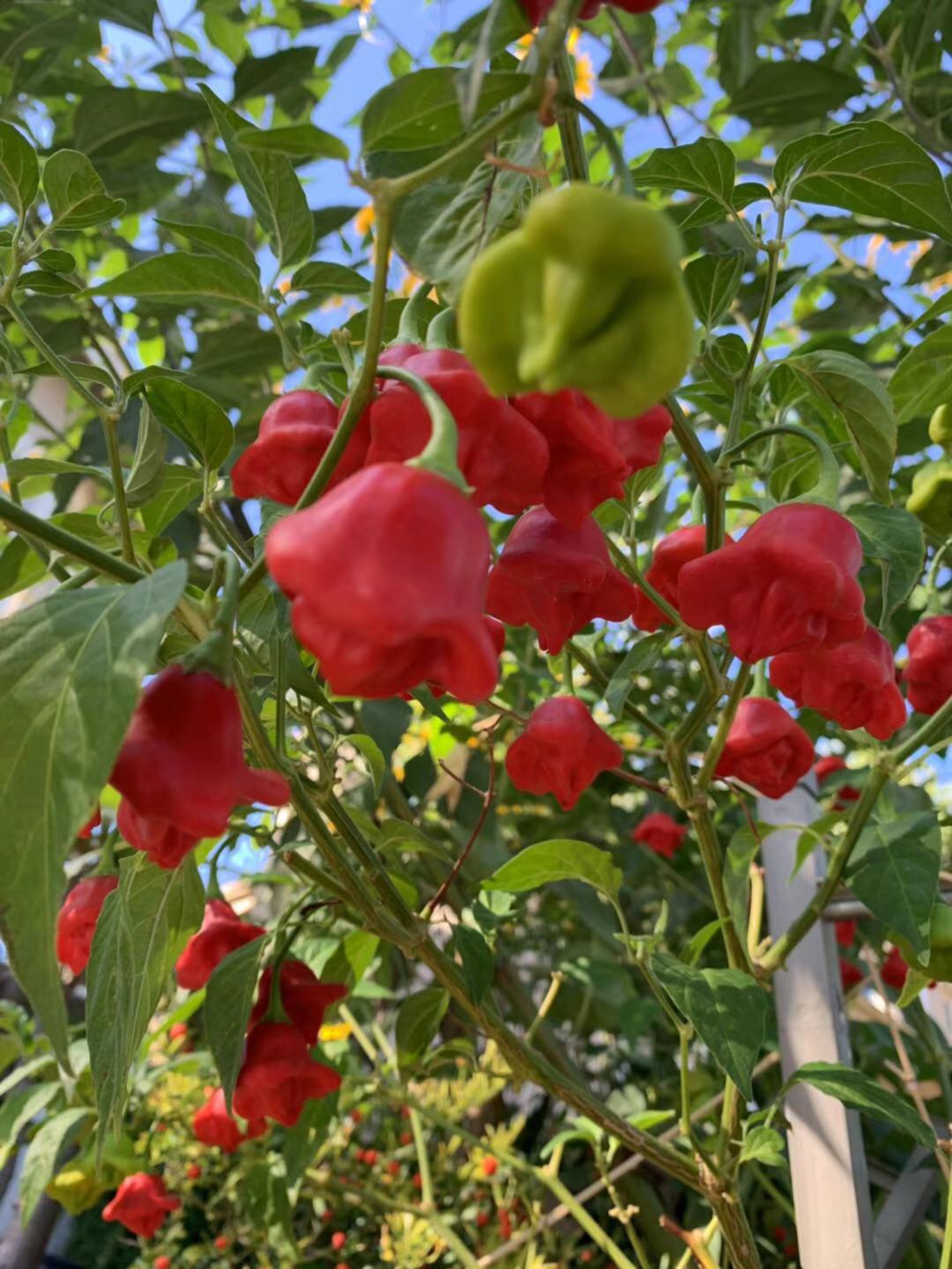 风铃椒即灯笼椒,原产加拿大,又名乳椒,加拿大椒_keep