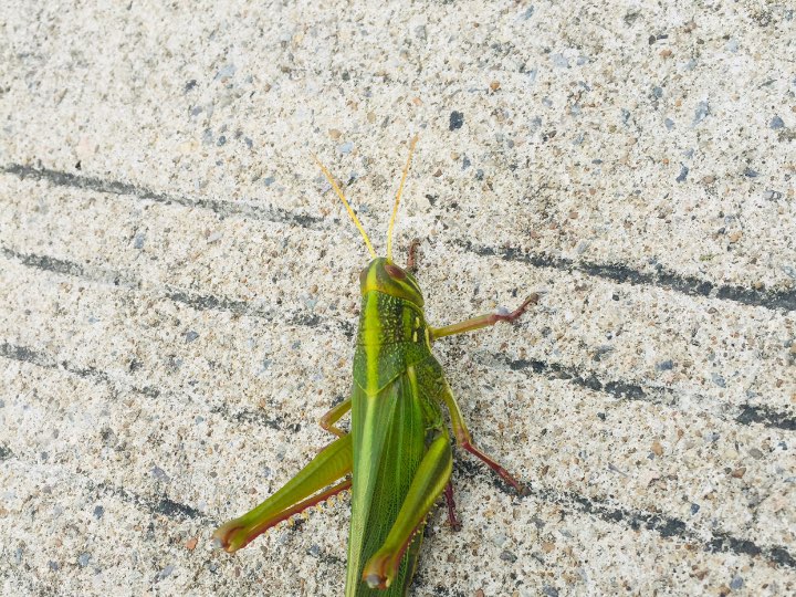 在山顶偶遇蚂蚱王