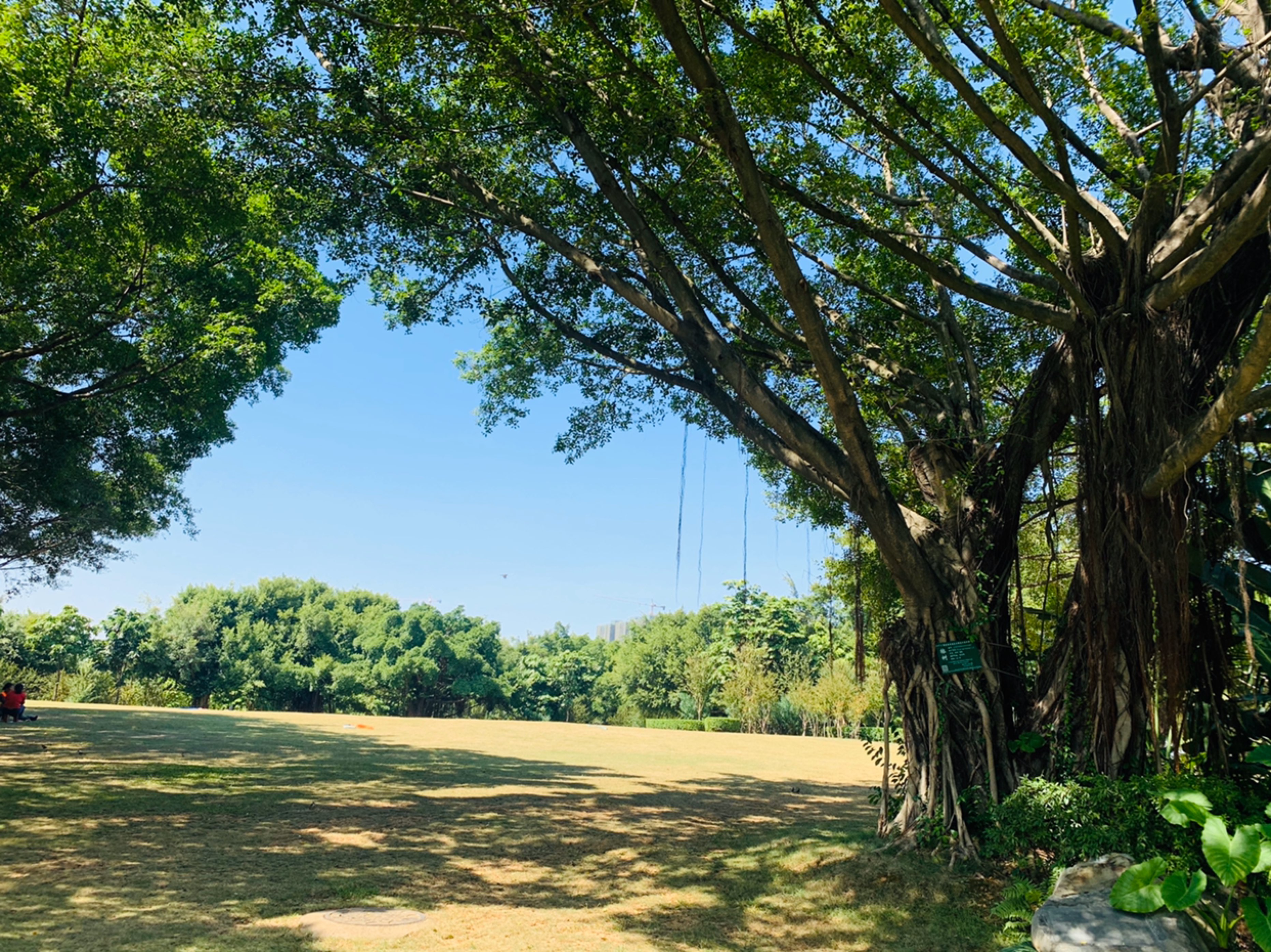 中午在酒店旁边公园里溜达溜达也不错