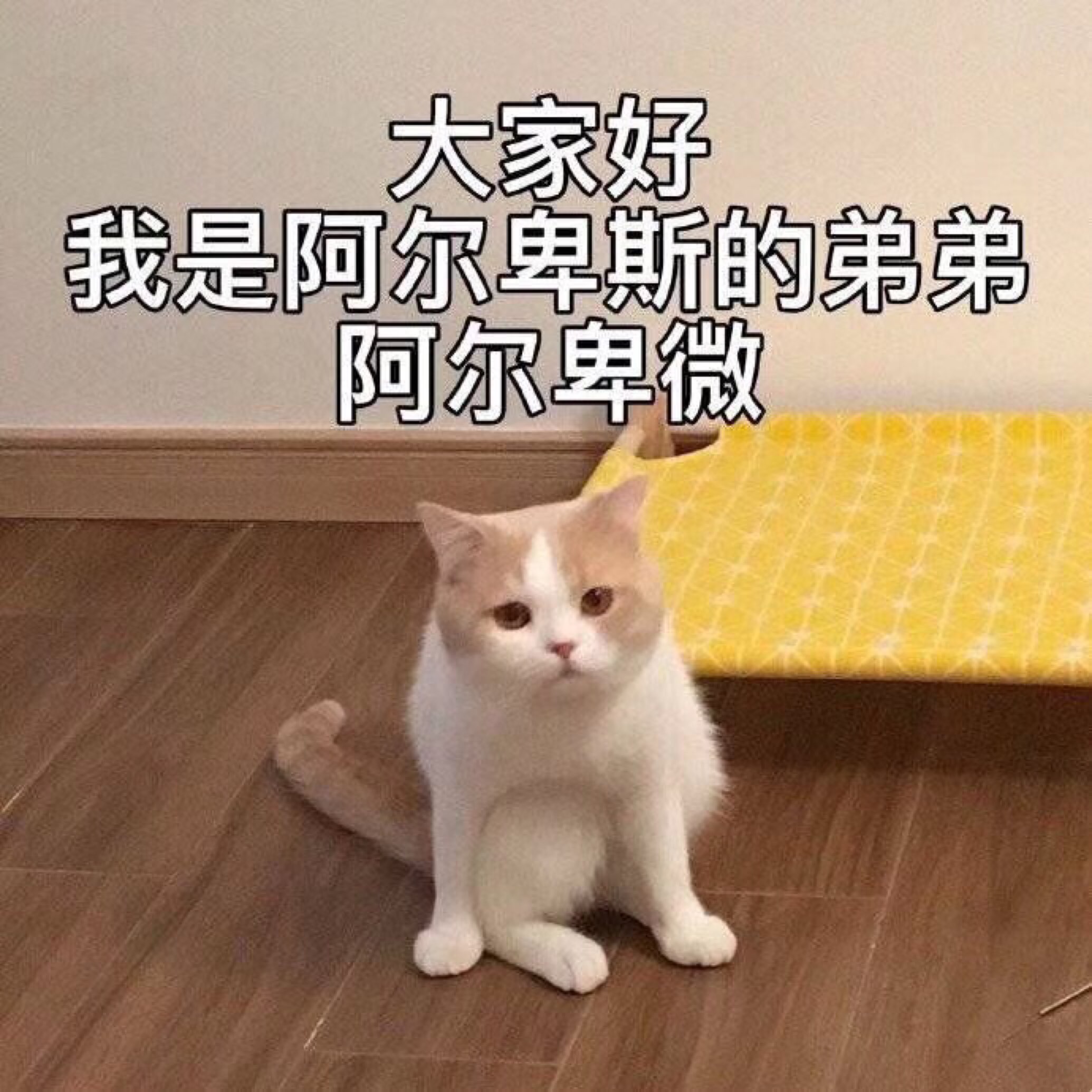 为什么我成了学分狗我真的有去找教程可是我就是没做的很精致,也只做