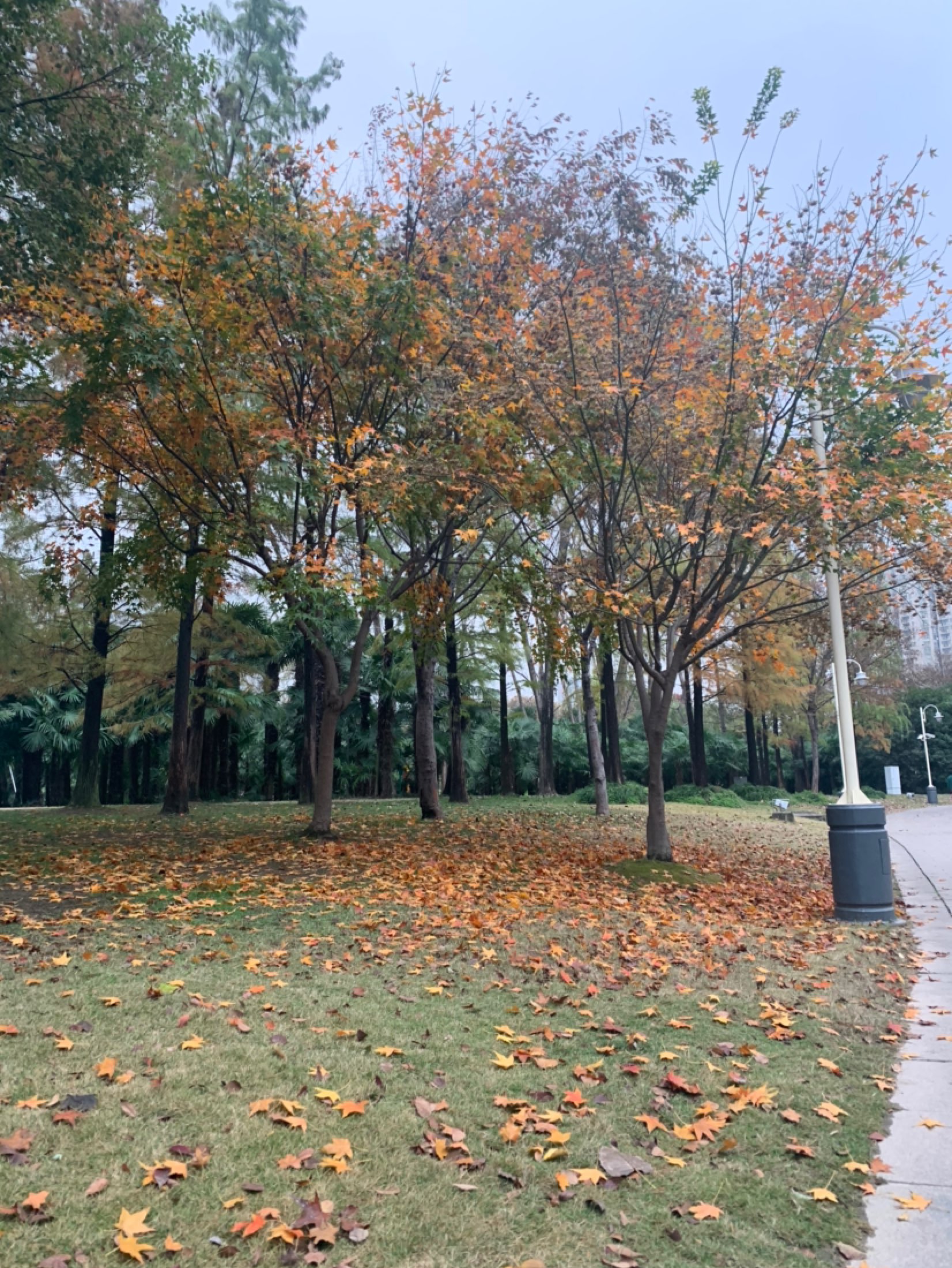 小风飕飕地刮我慢悠悠地跑