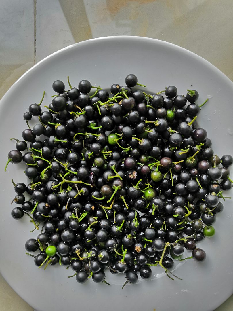 这是冬天吗采摘了一些龙葵,很好的东西小时候路边田埂