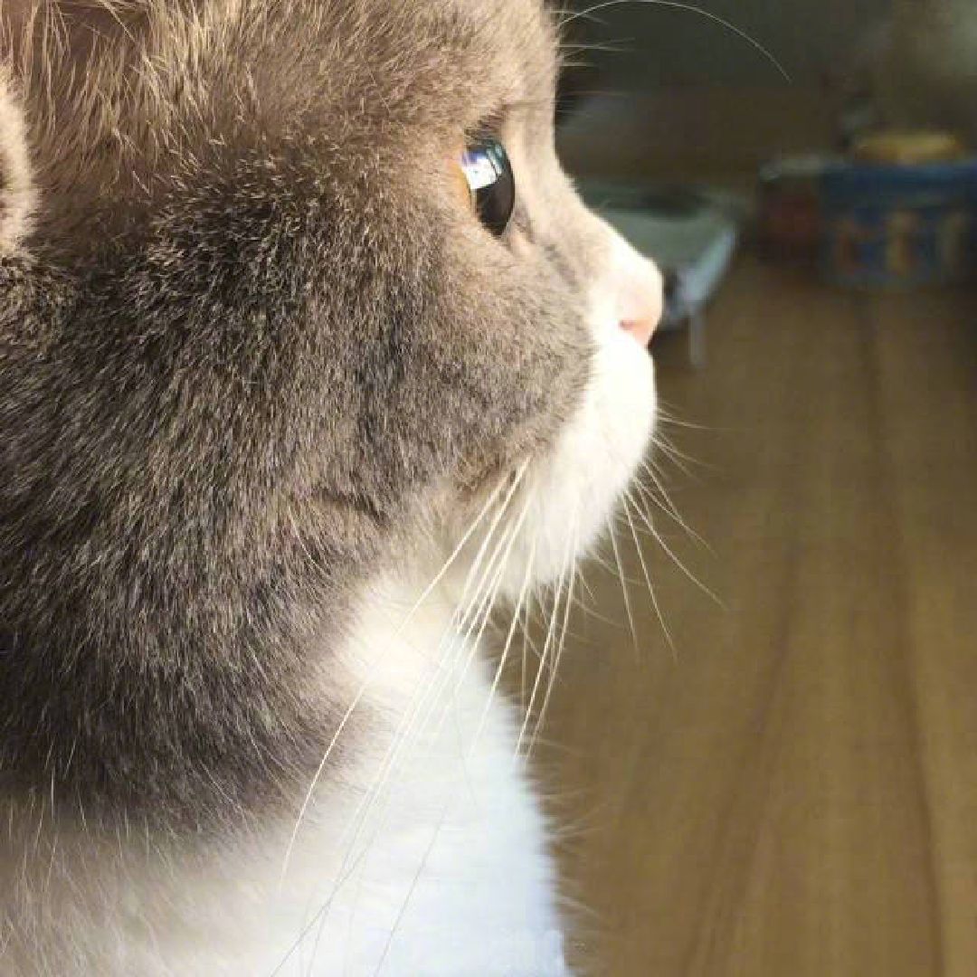 太萌了,沉醉在这一双藏着星辰大海的眼眸中,心都跟着化了!