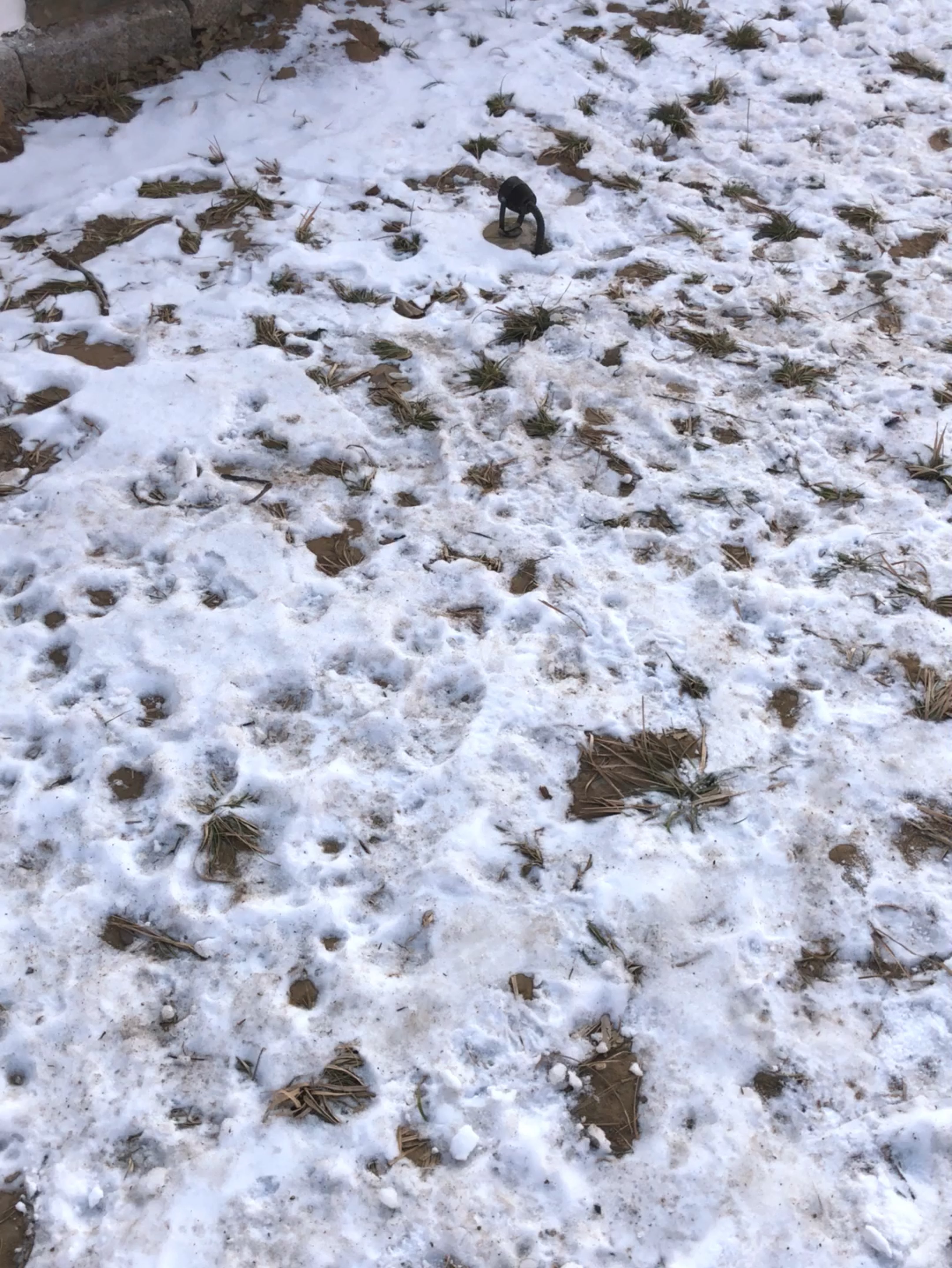 雪化之后,汝之奈何!