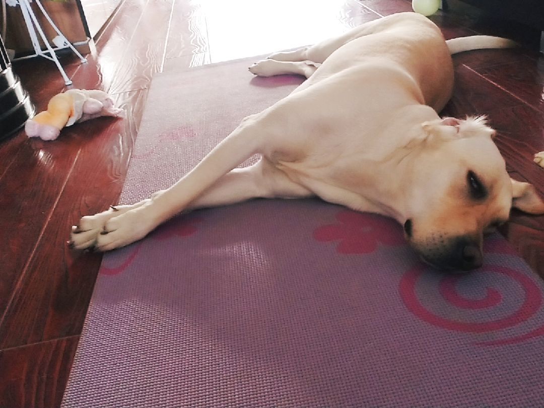 [doge]霸占我的练习垫 [肌肉]仍旧可以锻炼,趴地动作舍啦