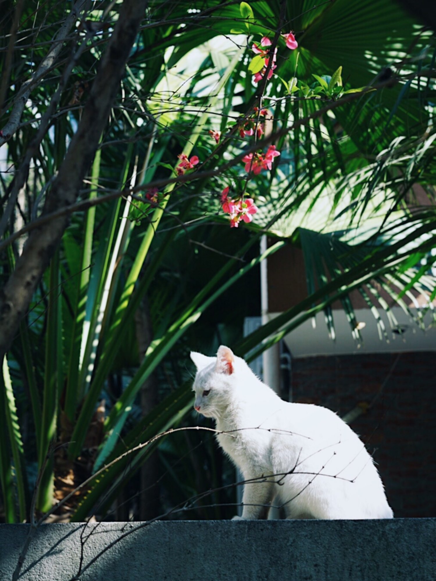 阳光暖照,落到人的肩上背上已有了点儿力量,花儿草儿都探直了身子