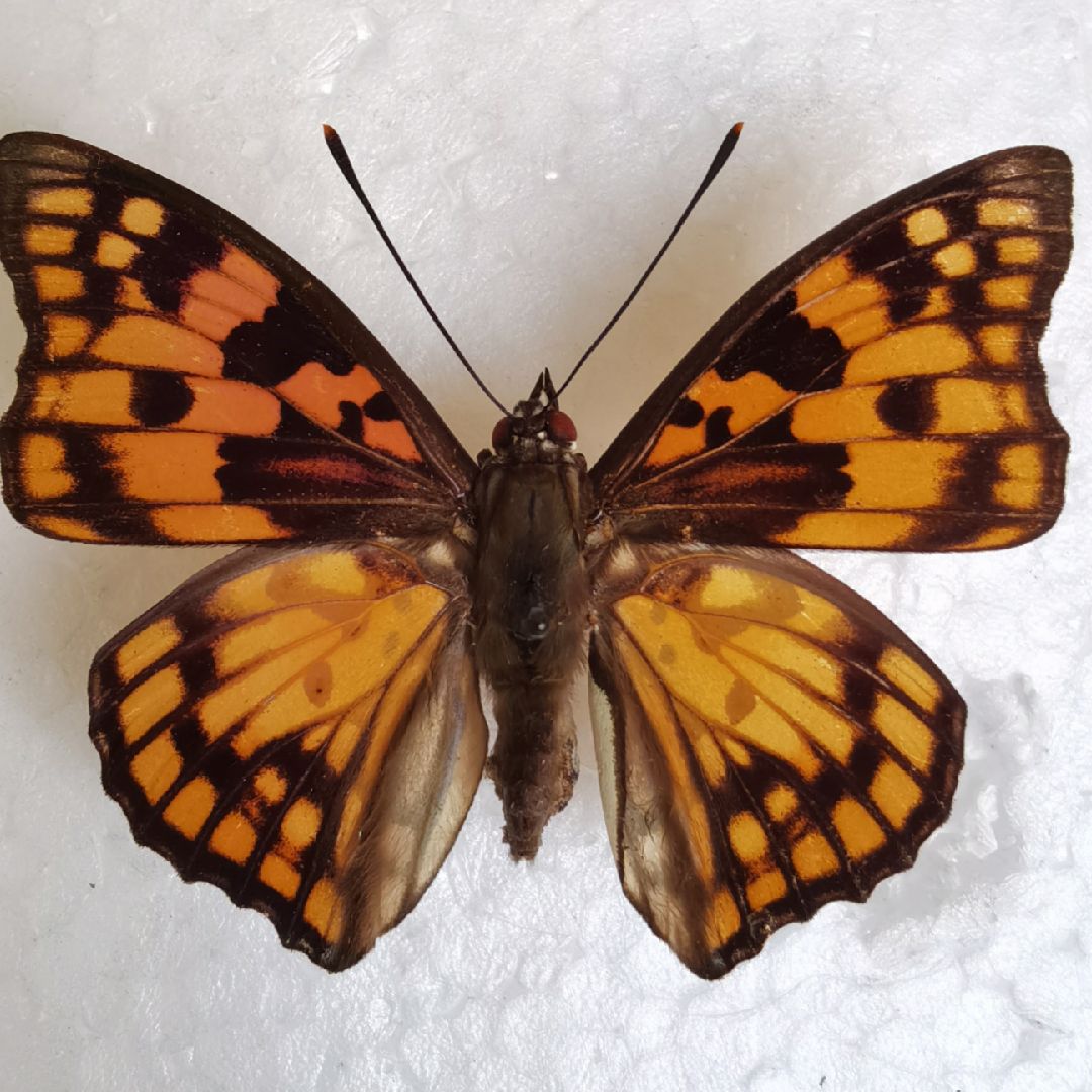 美丽的黄帅蛱蝶,雌雄异型.