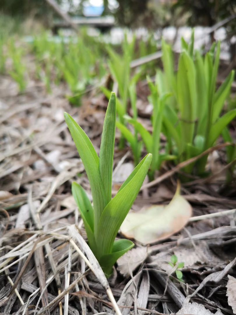 山下兰芽短浸溪,松间沙路净无泥.