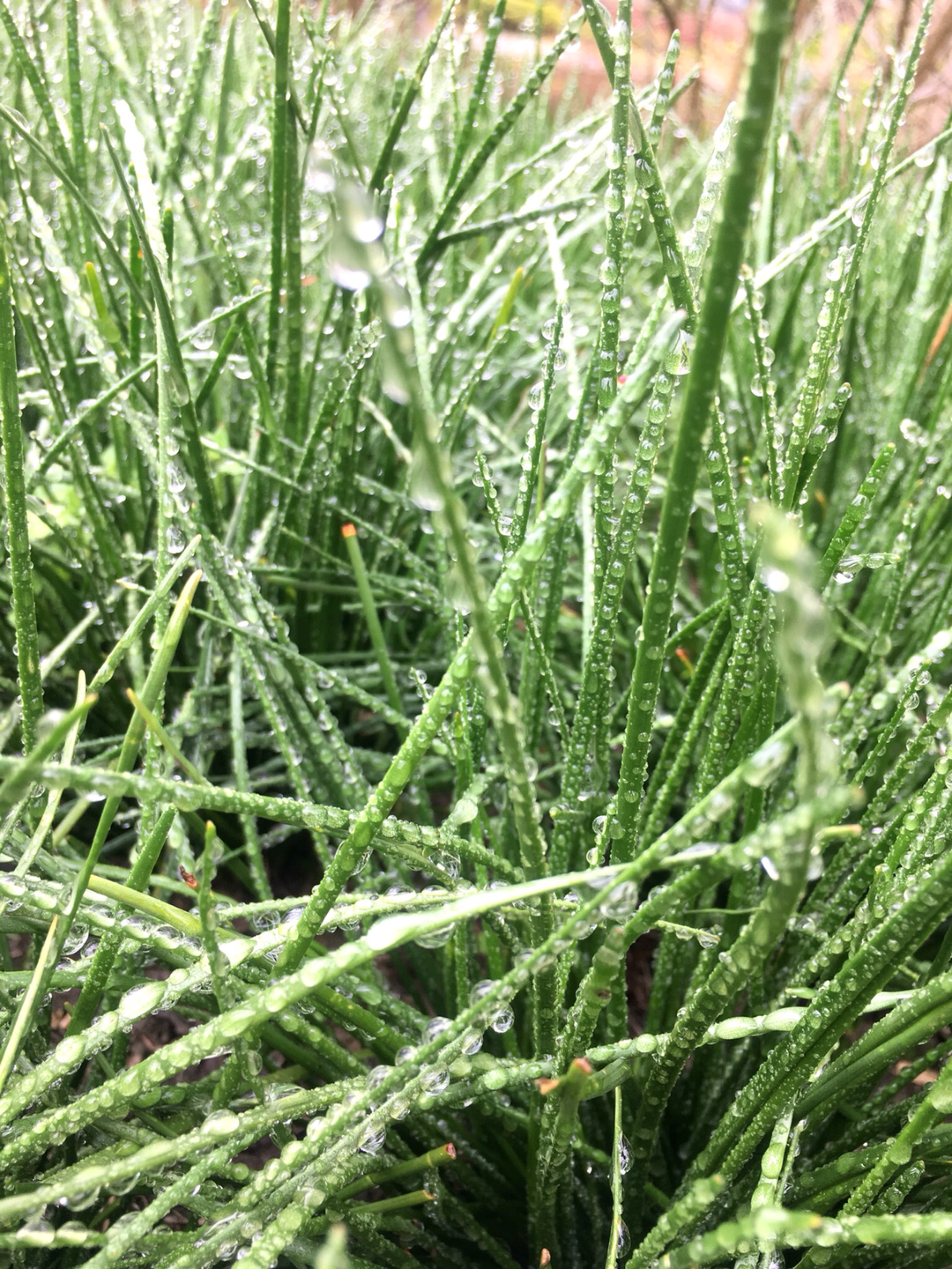 松风犹似唤侬归 自当速速就归程