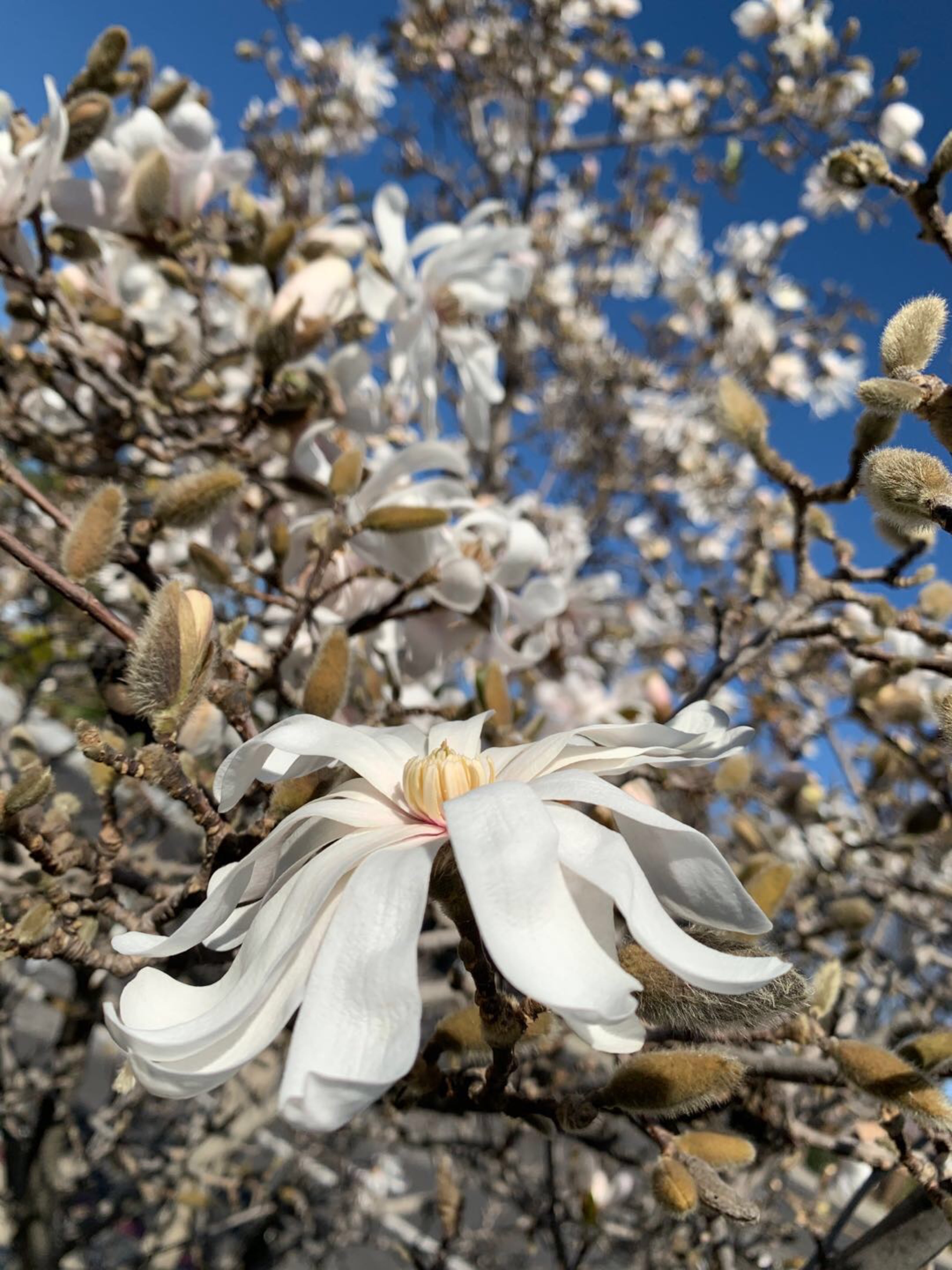花未开而立,花已开慵懒(星花玉兰)