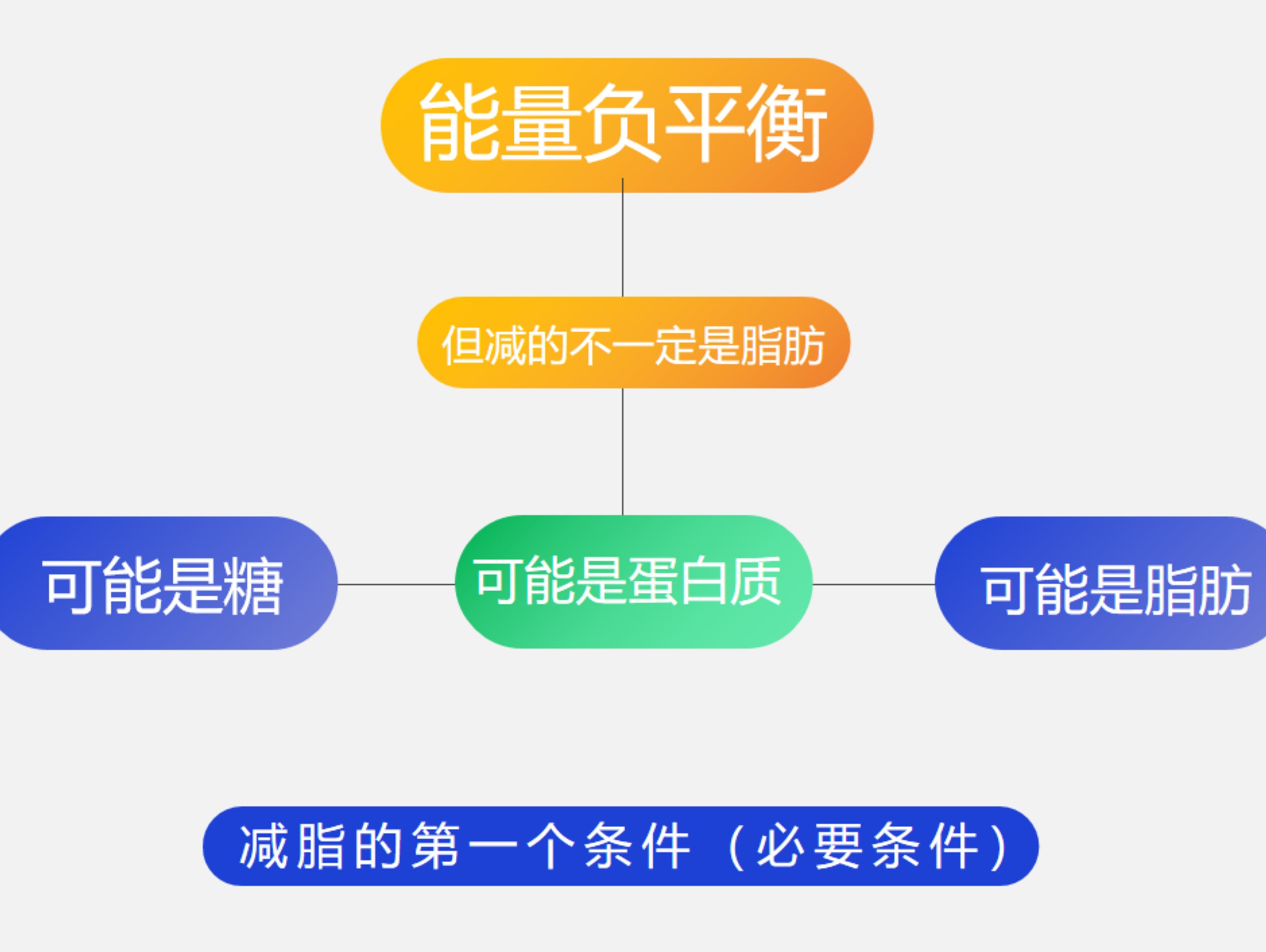 水分55%,蛋白質20%,脂肪20%,無機鹽,宿便等其他佔5% 水分佔人體的