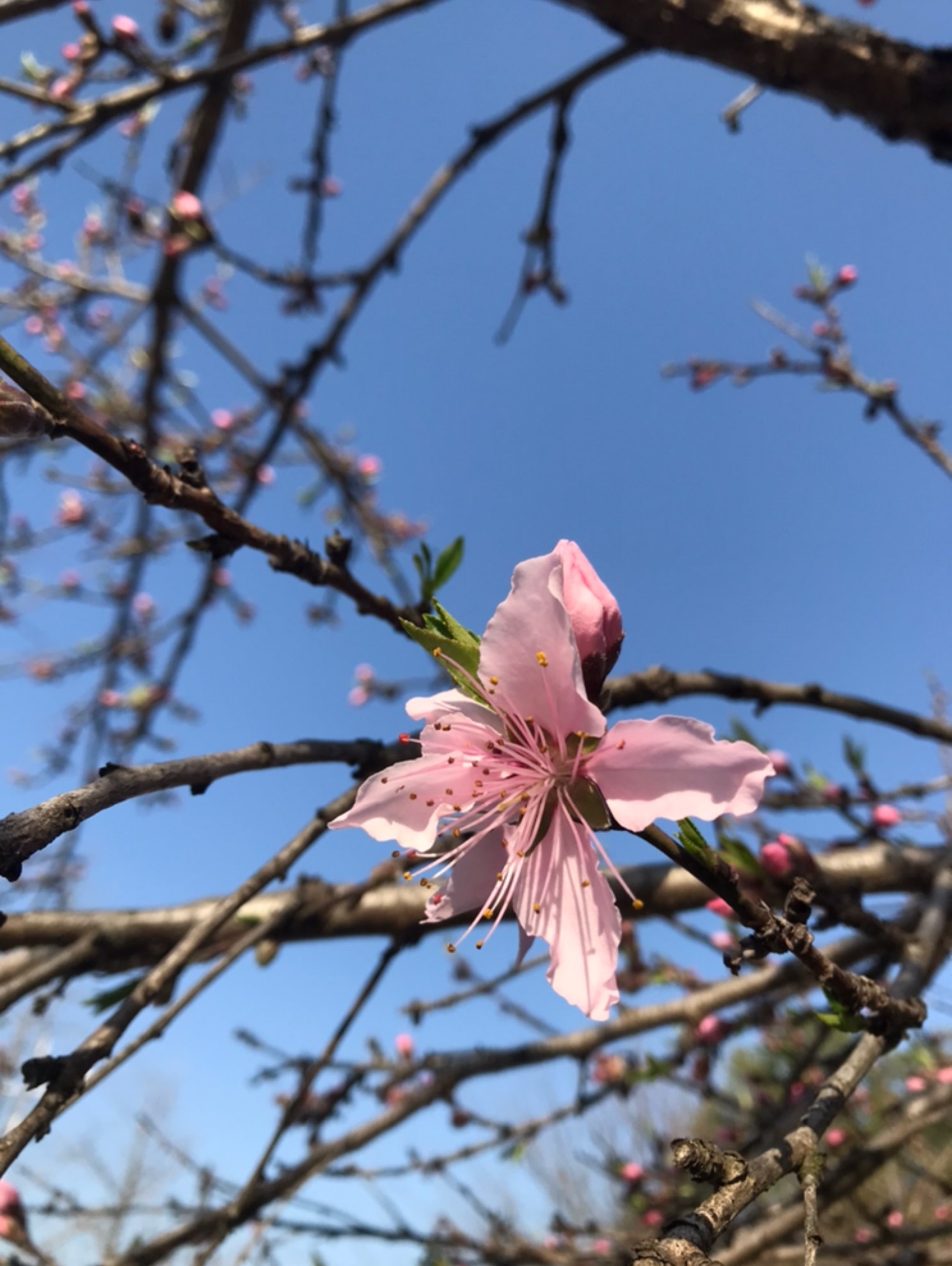 good morning monday 仰卧风车