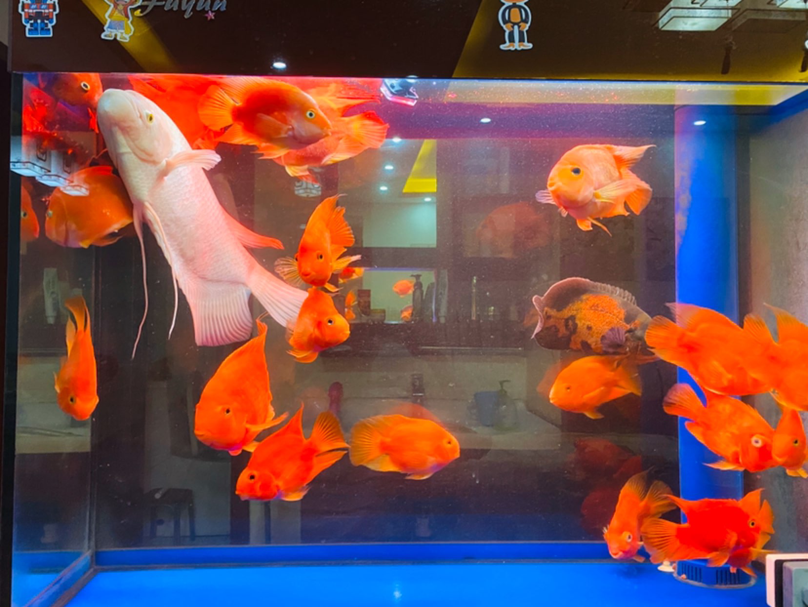 今日休跑,可怕的生物钟,到点就醒早起早睡,不能颓废 ♂打个骑行喂鱼卡