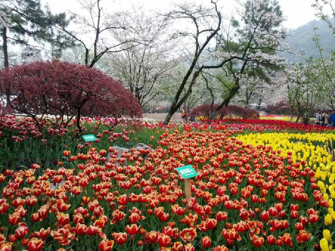 支撑摸脚 1x32" 下犬式变体-右侧支撑摸脚 1x1 右侧单腿下犬-提膝触肘