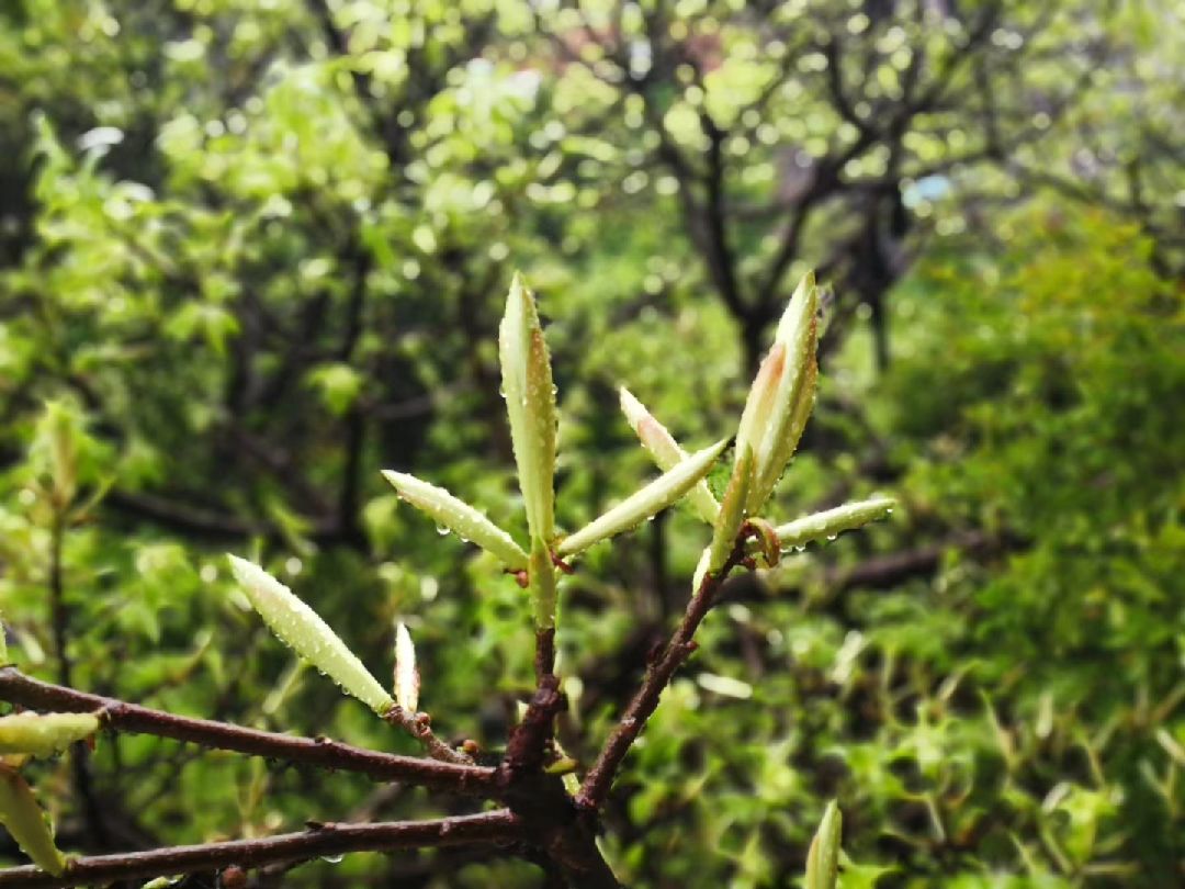 春雨贵如油,树桠吐新芽