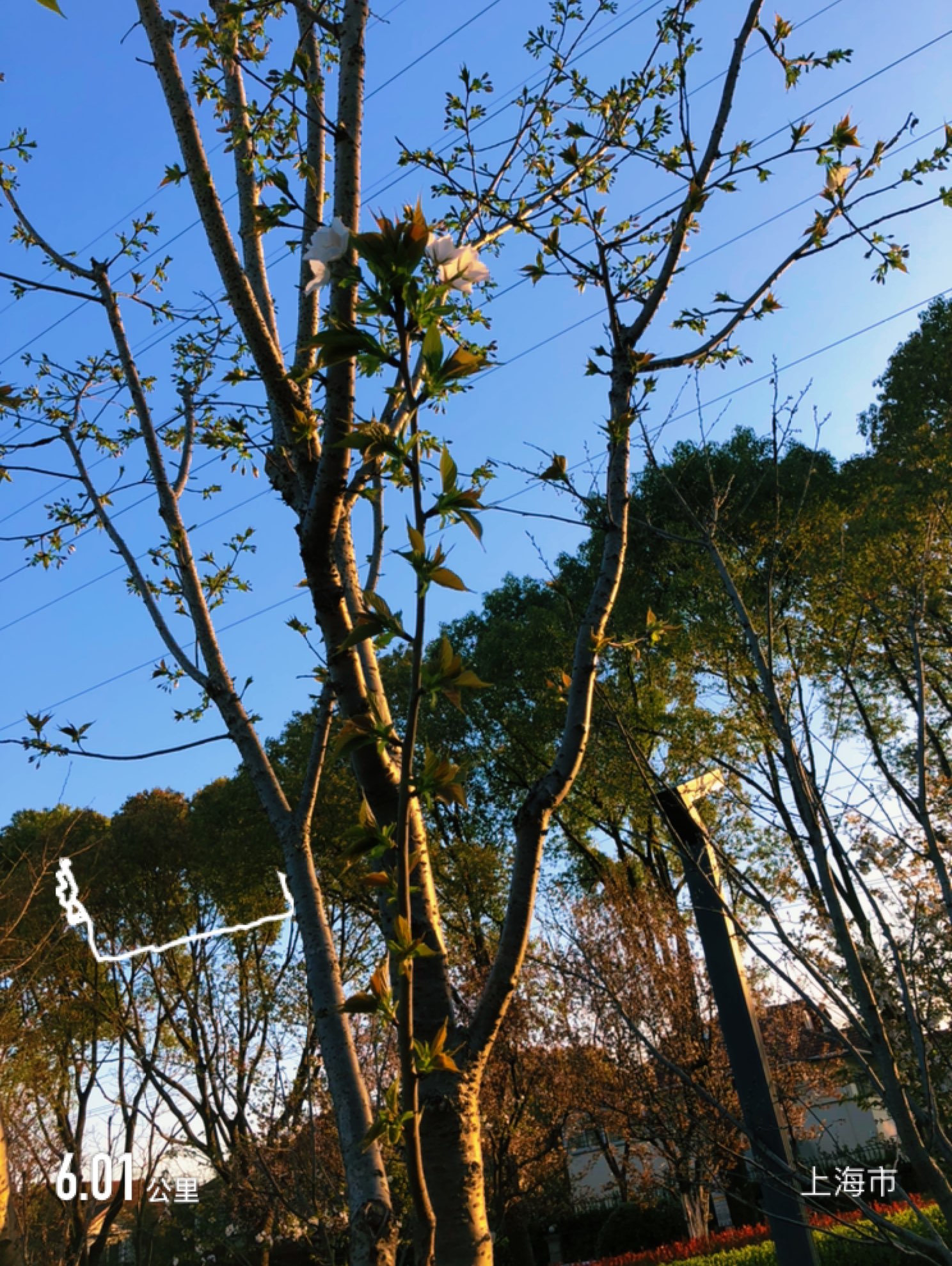 同一颗树,同一枝树丫,每天的同一时间路过,从光秃秃的一无所有,到孕育