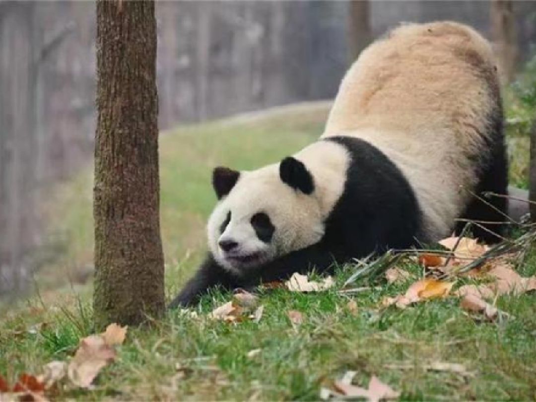 缓解了痛经,如同伸懒腰一样~爱瑜伽