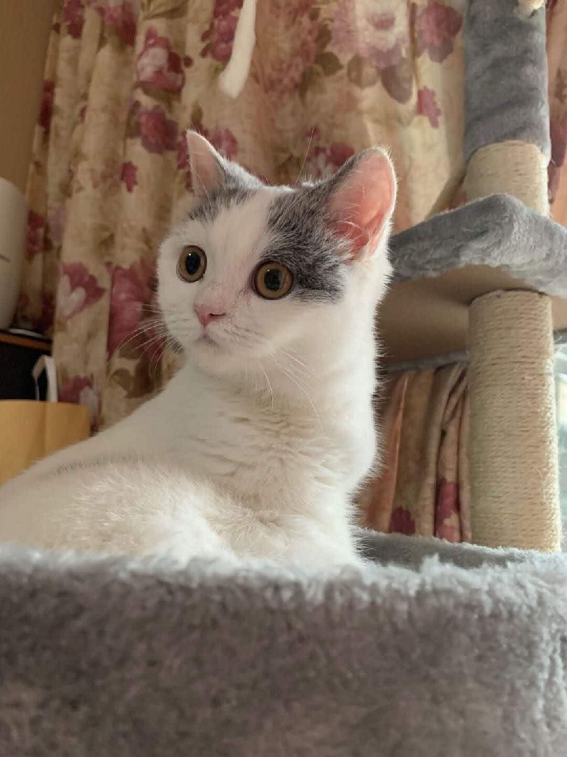 今天爸妈来了 想念我的波波茶